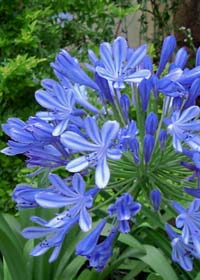 Agapanthus 'Cobalt Blue'